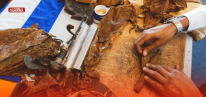 Londres restringe el tabaco y Cuba teme otro golpe a sus habanos