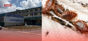 Videos en redes denuncian plaga de chinches en varios hospitales de Cuba.